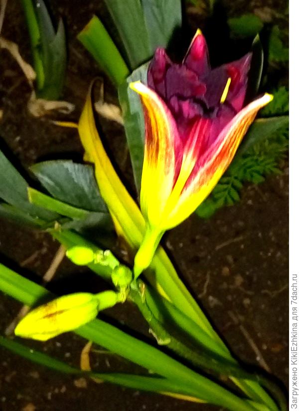 Хотелось бы узнать как  называются эти красавчики?