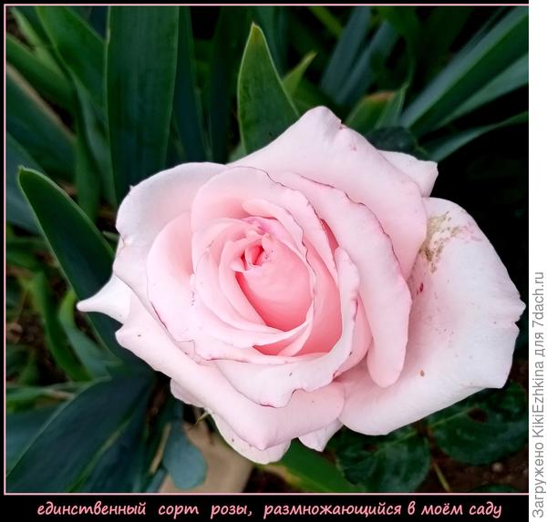 Этот сорт у меня  смог расселиться  в двух совершенно разных  концах сада (этот от черенка вырос!)