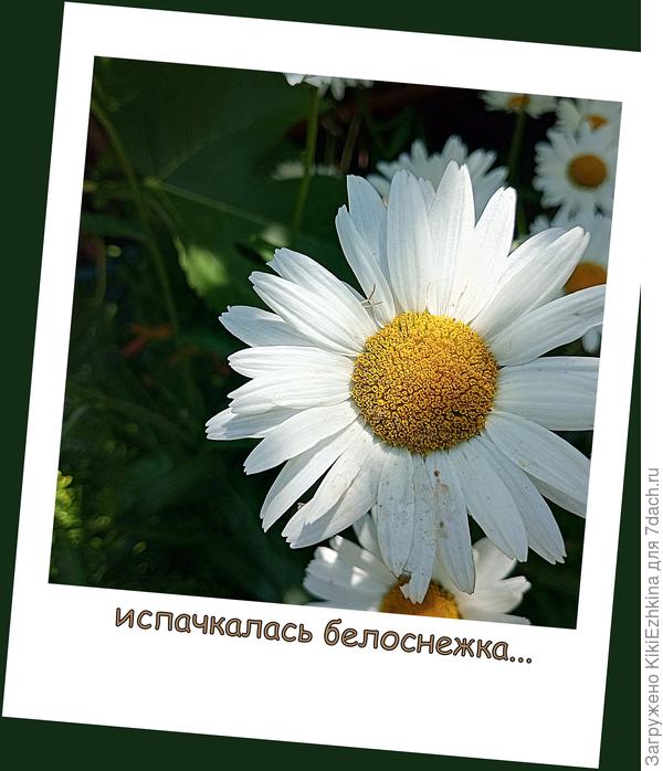 &quot;И много-много радостей Нивяник мне принёс!&quot;