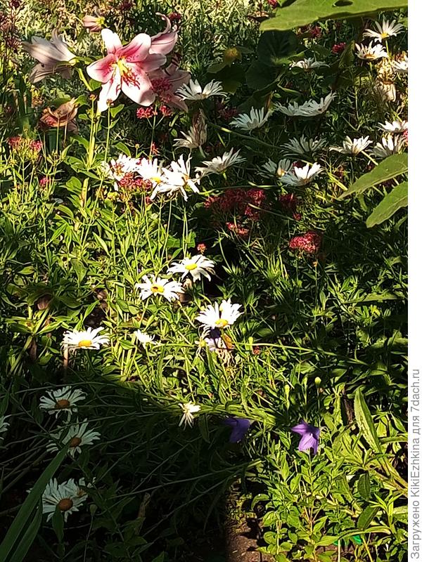 Лилия  -бедняжка растерялась  рядом с таким соседом!