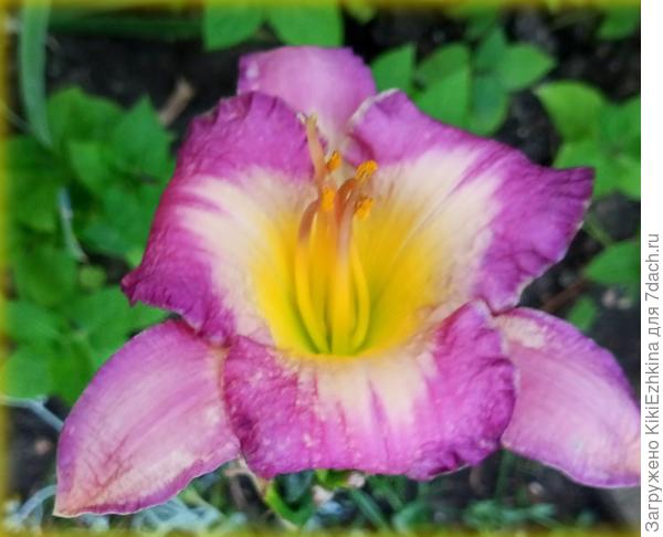 Пока  лилейники выдают по одному цветочку из одного корешка, надеюсь  удастся их нормально адаптировать в нашем саду и  увидим   их разросшимися...