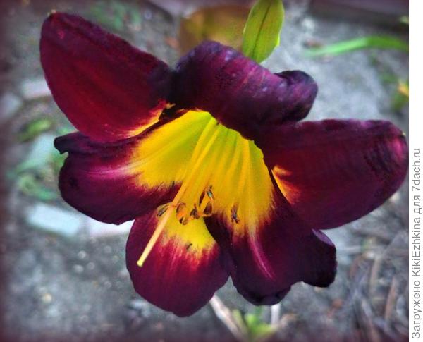 Названий новичков-лилейников я не знаю... Сейчас доцветают...