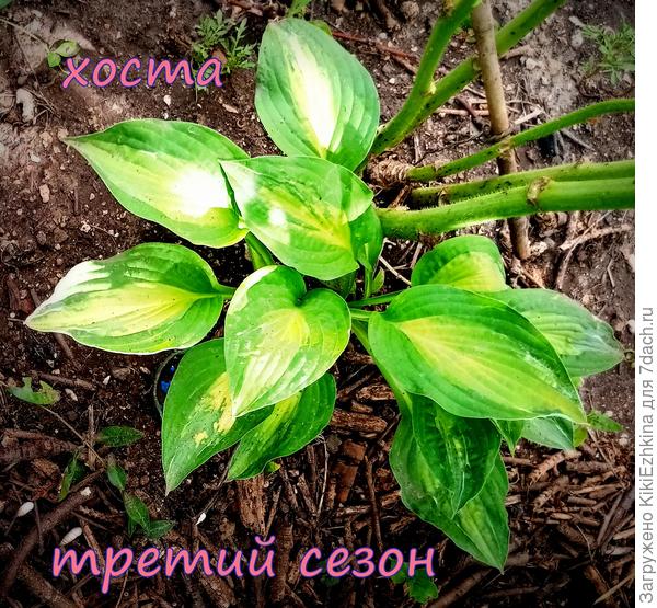 До вашего уровня нам далеко-но мы стремимся!