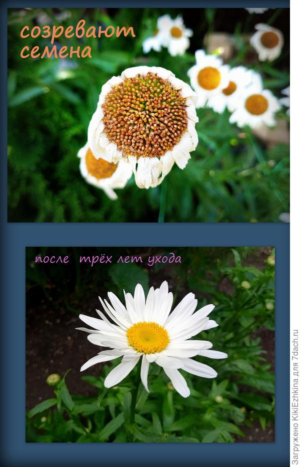 На  днях планирую массовый сбор семян Нивяника.