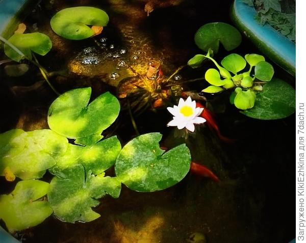 Приходилось мне бежать  срочно  в город до ОЗОН-а,  фотосессию провести я не могла- вот то, что удалось доче сбросить мне с её телефона... Такой объект ,конечно, надо бы  было снять получше...  А вечером кувшинка уже  закрылась...