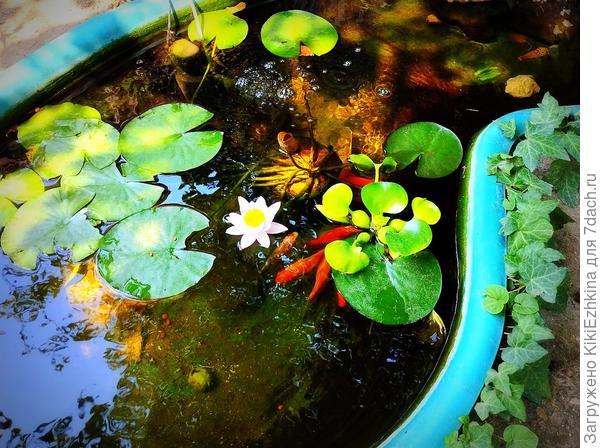 Хотелось бы размножить такую красоту! Интересно- смогу ли собрать семена и  как-то их прорастить?