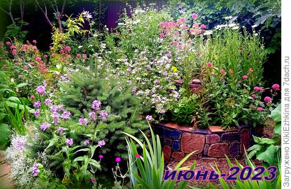 Затоптали  мою малютку летники-многолетники!