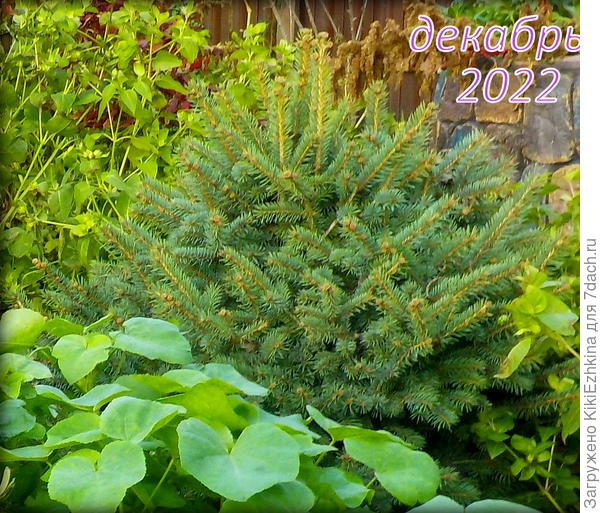 Тут  уже  абсолютно очевидно: ёлочка оправилась от ожогов...