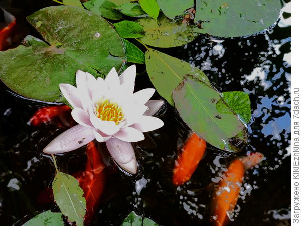 Наши рыбки умудряются  зимовать в условиях нашего пластикового прудика!  Самое главное,чтобы  бабушка успела прикнуть кому следует: разбейте лёд над рыбками, чтобы они могли дышать!- потом можно и корм подбросить...Пока у нас таких морозных дней не очень много бывало- пережили как-то...