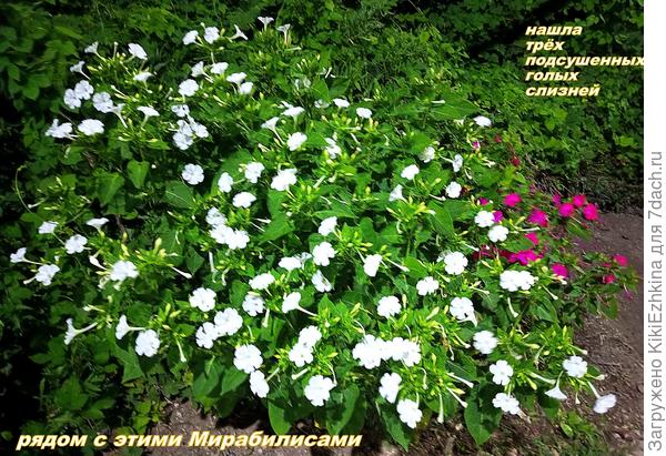 В этом углу пришлось выкопать куст не цветущего шиповника и добавила в этом месте  мирабилисов...