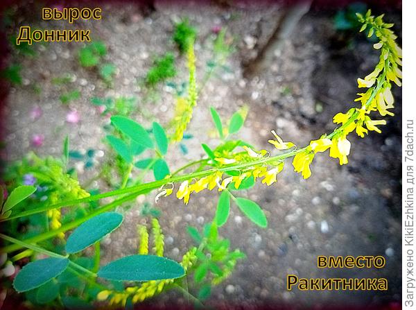 Постаралась отнестись  к  &quot;несовпадению&quot;  философски, однако этот Донник целый сезон у меня красуется на переднем плане... При  входе в дом!  Отрабатывает  оказанное  ему  высокое доверие! :)