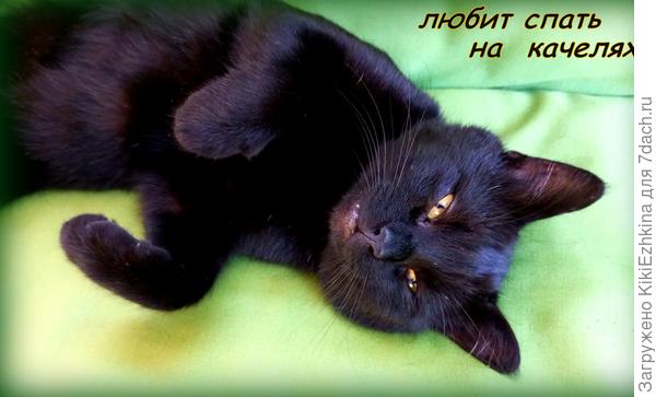 ночью-охотится,   днём -  отсыпается...