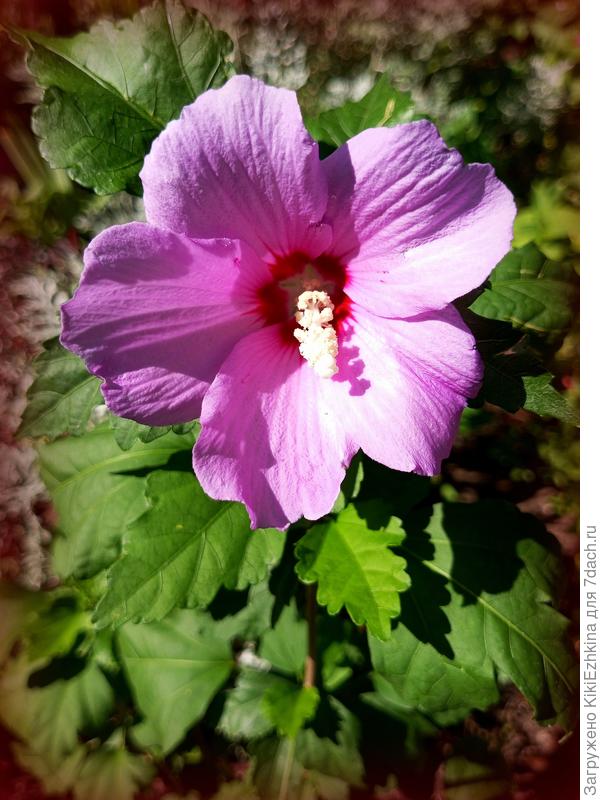 По цветочку с соседских кустиков... Явно- один и тот же сорт!