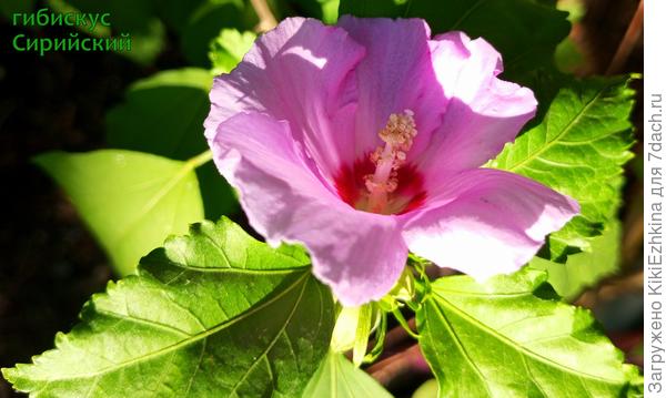 Пока  у  мня все Гибискусы  одного (сиреневого)  цвета...