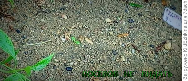 Ежедневные поливы  пока результатов не дали , у нас  стоит большая жара,  может им  для   проклёвывания   влаги не хватает (?)