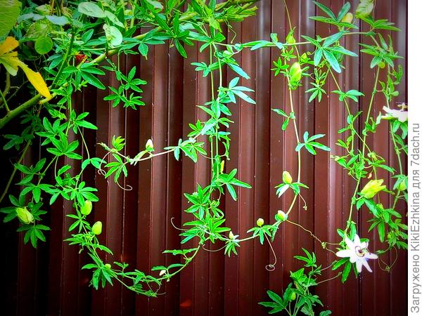 Пассифлора-трёхлетка  в этом году дала пышный прирост  и после подкормки  выбросила  множество бутонов и несколько цветков ,  цветущих одновременно!