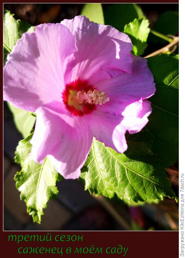 Цветут  на молодых кустиках по одному  цветку  пока что...