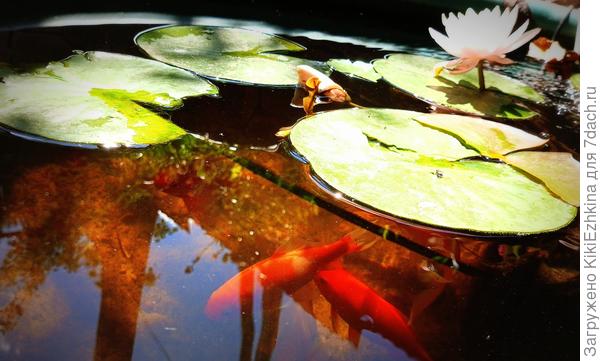 Моя  &quot;прыгучая&quot;  кувшинка...