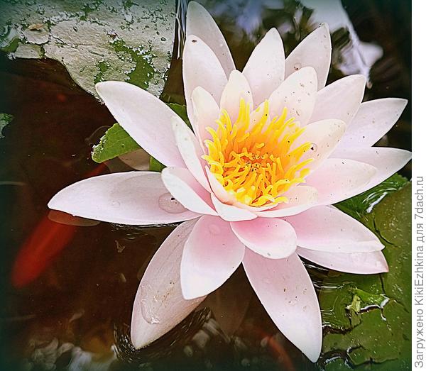 У вас  какой  окраски кувшинки?