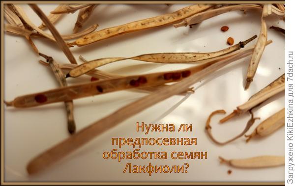 Обязательно ли  вышелушивать семена  или  можно просто  изломать и  посеять со стручковой кожурой?