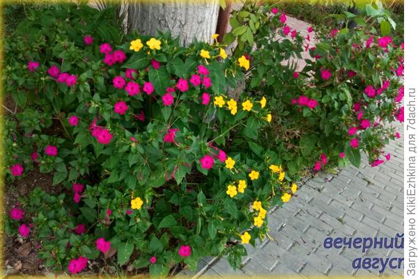 Расчистка   вдоль-тротуарного  пространства наконец-то даёт  заметные результаты  облагораживания окружающей  среды... Температура воздуха +30*С ,  к  семи часам будет 26*С  - наслаждение!