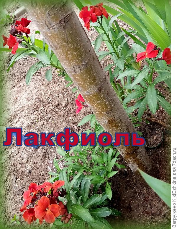 С  этой  красотки  собрали семена!