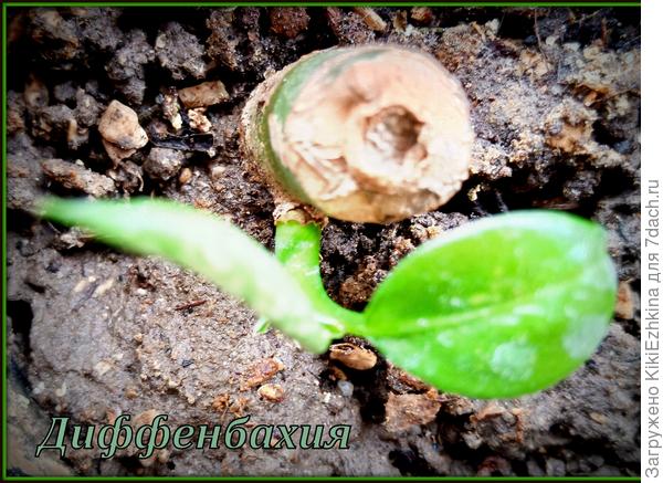 А как  красиво всё начиналось! Отломленный  в  поликлинике  черенок, ожидание прироста, первый  листочек и вот такой   РЕЗУЛЬТАТ!  :(