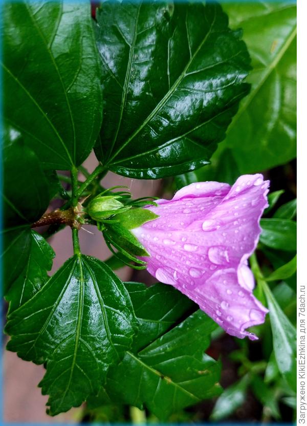 Обнаружились немного разные оттенки: сиреневые, розовые  и слегка  малиноватые...