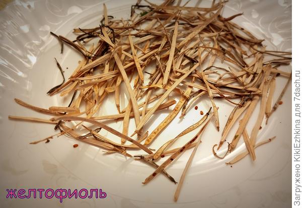 свежие семена  Лакфиоли  лета 2023 года