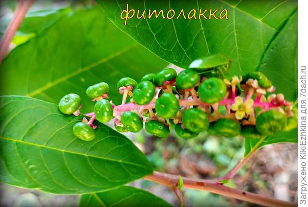 Три сезона я ждала, когда же   она зацветёт... и вот   результат... Теперь будем ждать созревания...