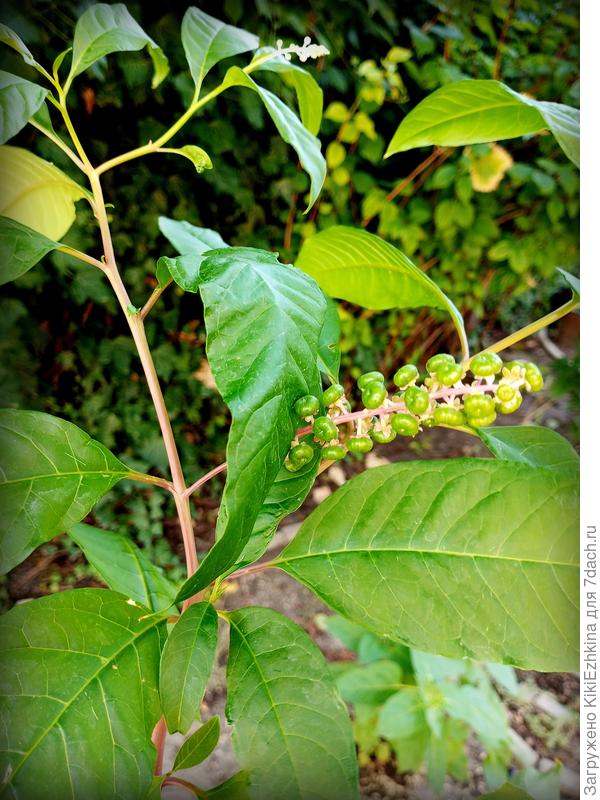 Не больно пышный  вырос кустик,  а всё-таки  дал несколько кисточек небольших...