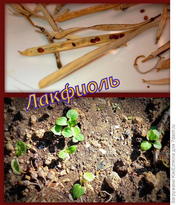 Может ли мне кто-нибудь подтвердить,что это именно Желтофиоль у меня  проклюнулась?