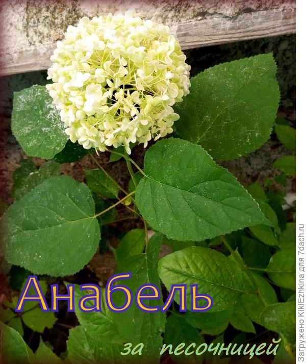 Вот она  моя  сиротинушка  подзаборная,  которую я разрешила  разместить- забивши в щель между  песочницей  и забором  , там наверное см 60  ширины  всего-то...