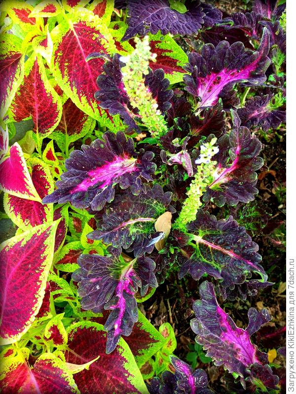 Не знаю  название сортов, однако на мой  взгляд- тёмный  абсолютно великолепен...