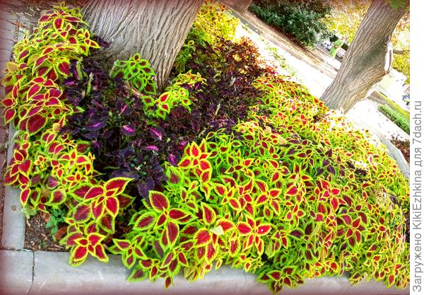 Так  выглядит одна из композиций  Колеусов  на  Приморском  бульваре...