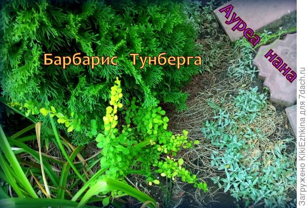 Пока не решила как его стричь   и  когда?