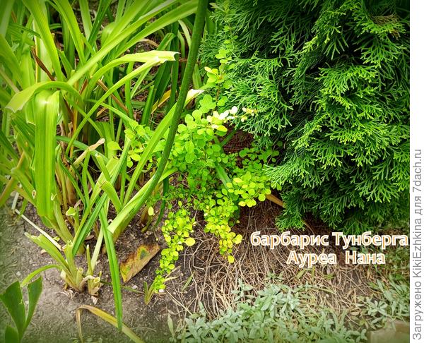 Из этого ракурса  можно  видеть , что  веточки, направленные  в с торону  Туи, безусловно  не имеют  никаких перспектив  для  нормального развития...