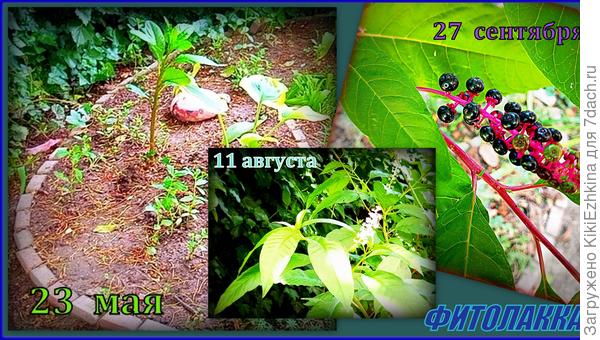 Результат: несколько цветущих кистей на Лаконосе...