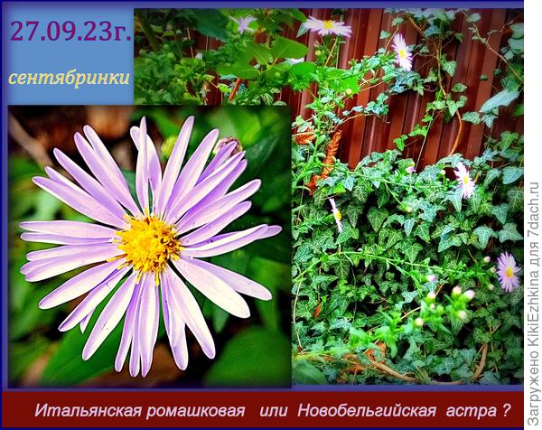 Этот росток  случайно подкинула  какая-то (из мимо проходящих)  соседка , называла это дело РОМАШКА, я подумала Нивяник, оказалась многолетняя астра, может быть Итальянская ромашковая?