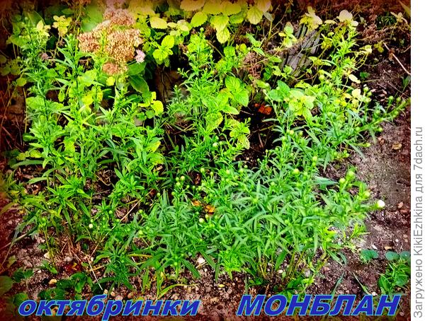 Это  точно Новобельгийская астра сорта Монблан... Цветёт  в октябре...