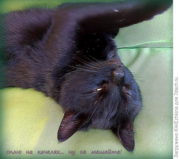 Вот он фаворит моих внучек! Наш  садовый  кот Сэвук...