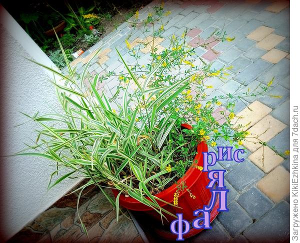 У меня из злаков  только Фалярис и  его боюсь в огород пустить - потом не вывести, наверное!