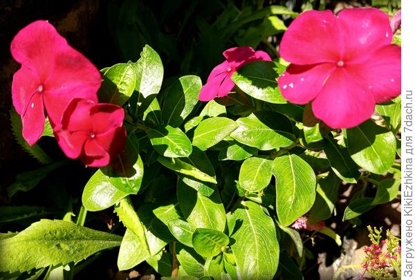 Принесли цветочек  из магазина... как его зовут?- мне неизвестно...