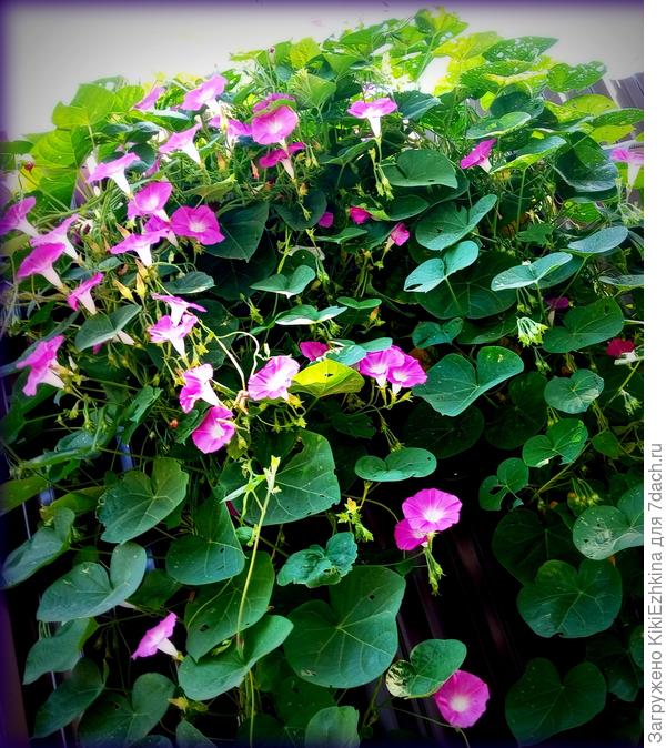 Долго я ждала  когда цветение от редких отдельных цветочков пойдёт массой... Постепенно Ипомея  просыпается...расцветает...