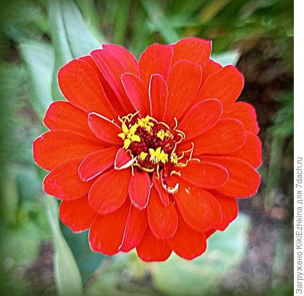 Несколько Цинний  пока ещё  держатся... На  этикетке были пышными, а  у меня выросли кое-как (вероятно,  грунт мой оказался для Цинний малопригодным!)