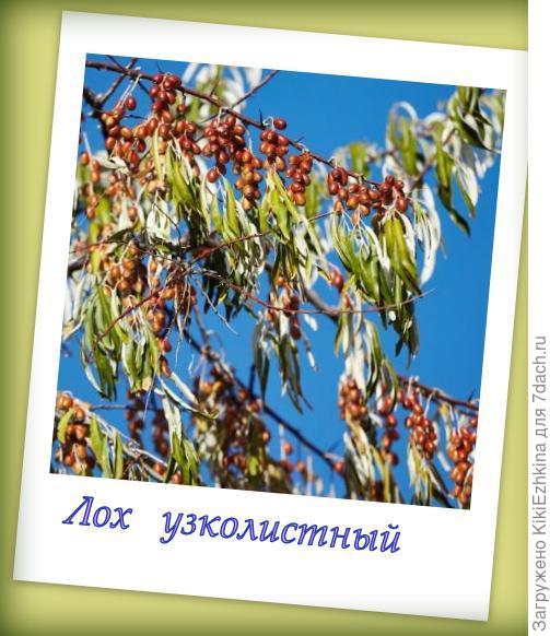 Любимая  моя джюда!