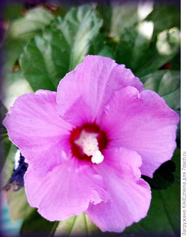 Осень- пора цветения Гибискуса Сирийского...