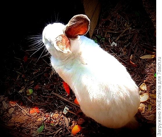 Одно хорошо : все  растительные   отходы  теперь  не попадают в общее мусорное  ведро! Все  шкурки   и  очистки - кролику!