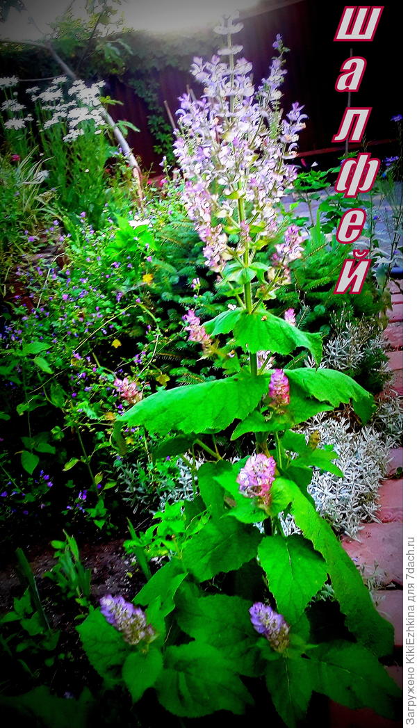 Семена  снимала  вот с этого Мускатного  Шалфея...