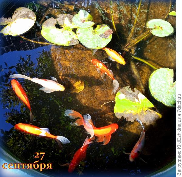 Этот куст кувшинок  у нас  первый  сезон и вот я наблюдаю - часть листьев отмирает... Не  знаю насколько это закономерно  к концу  сентября?